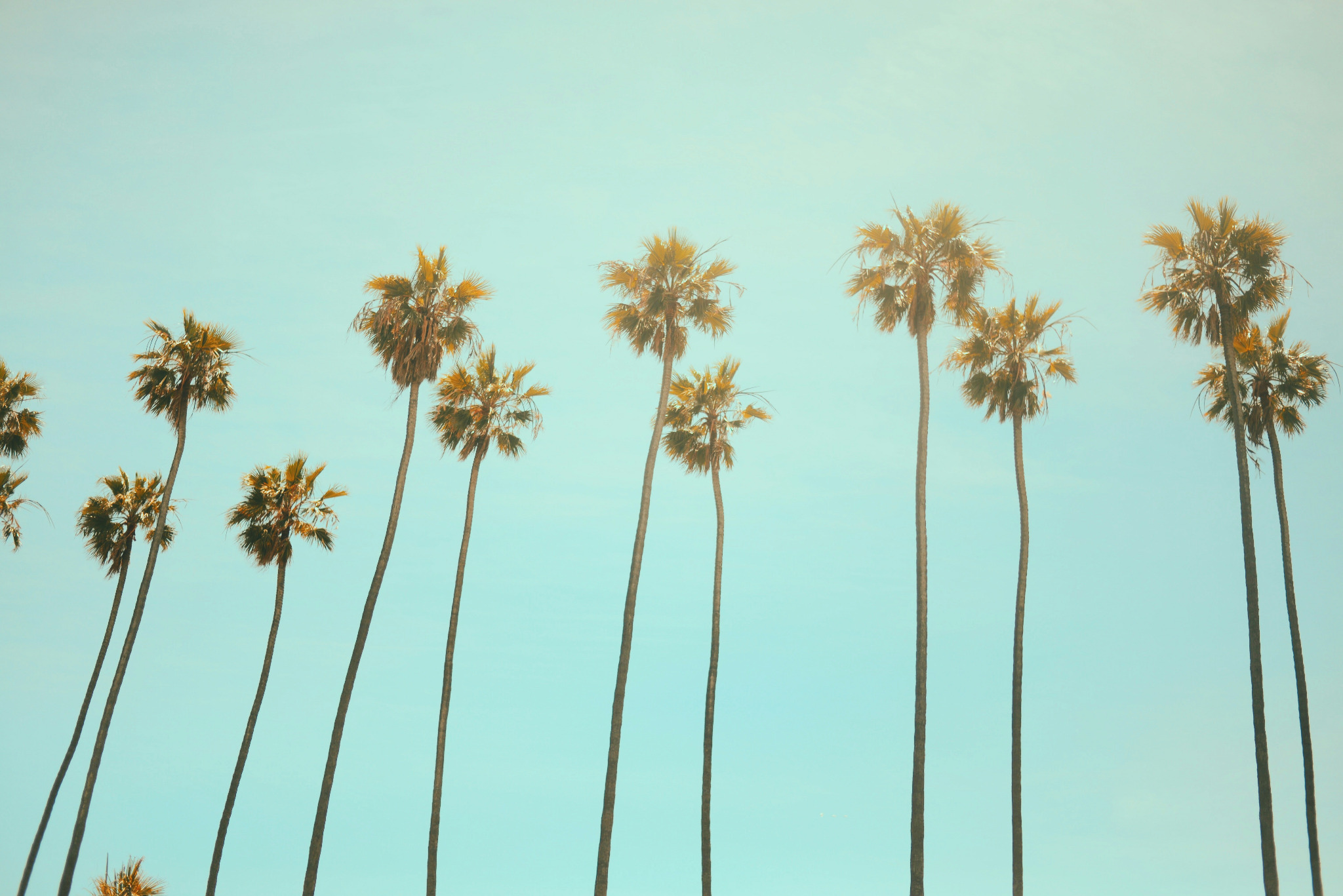 Tall palm trees against a bright Los Angeles sky
